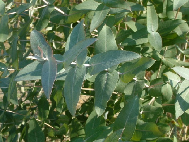 Eucalyptus essential oil /1.8- cineole